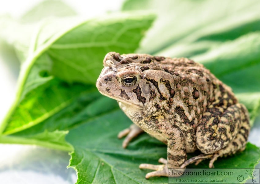 Woodhouse Toad sitting on green leaf Photo