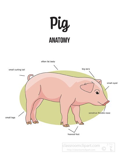 pig anatomy color labeled printout