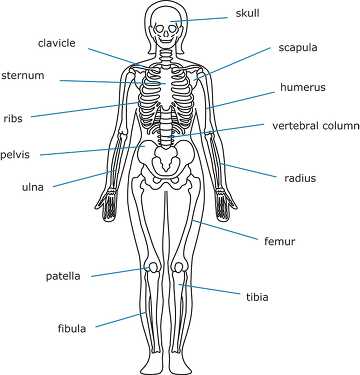 Skeletal System Human front view outline clipart