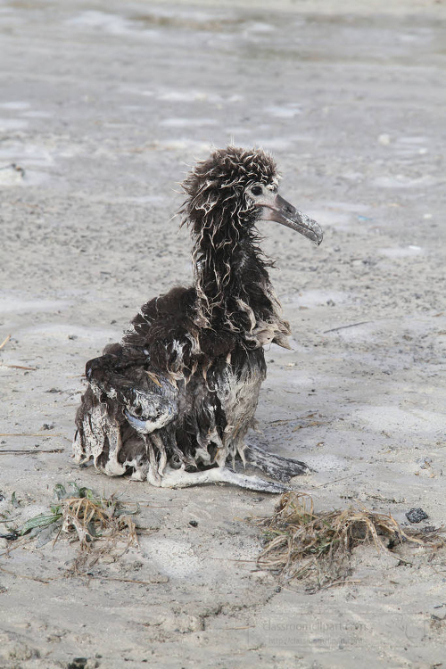 Japanese Tsunami Surviving Laysan Albatross Chick Classroom Clip Art