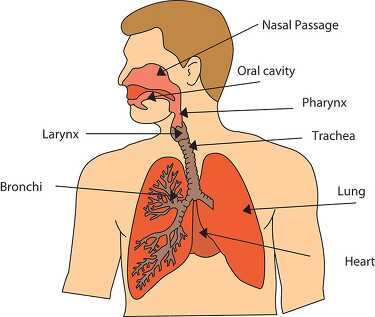 Respiratory System Diagram Classroom Clip Art