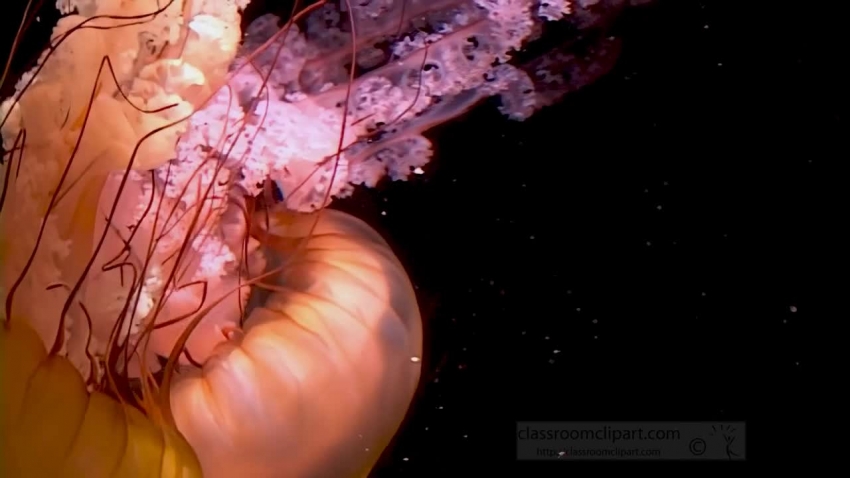 closeup movements of swimming jellyfish