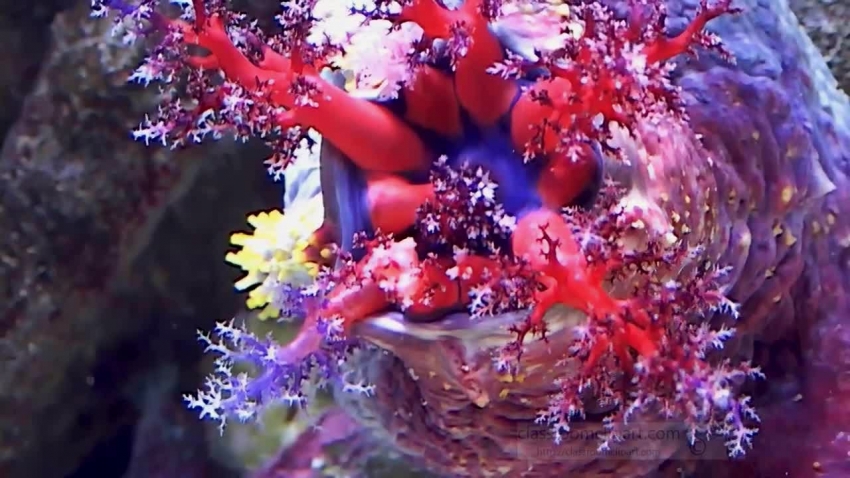 closeup of sea life under water video