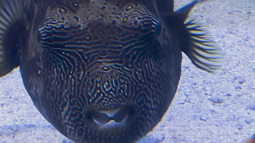 fish with big eyes swimming video