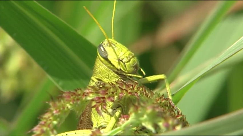 grasshopper on grass seed head video