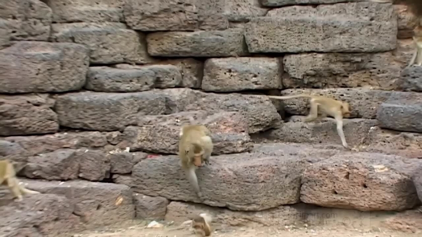 group of monkeys climbing walls of a temple in thailand video