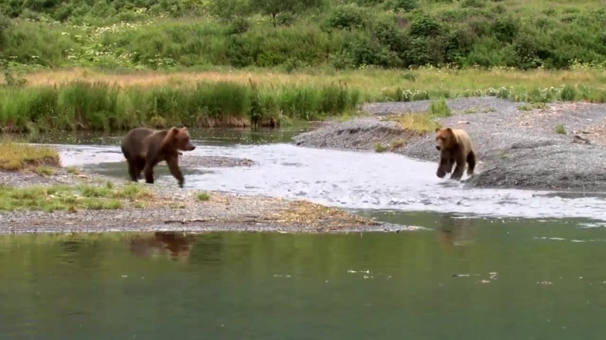 two bears run in river one catches salmon video