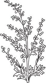 absinthe herb black white outline clipart