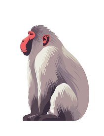 baboon shows distinctively colored face clip art