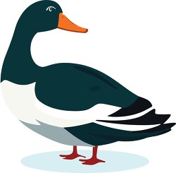 black and white duck with a red beak