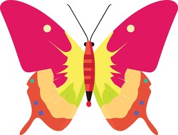 brightly colored pink yellow orange butterfly