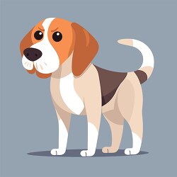 brown white spotted beagle dog stands on all four legs