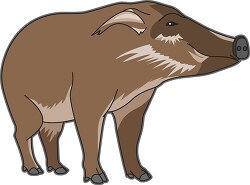 brown wild hogs with large snout clip art
