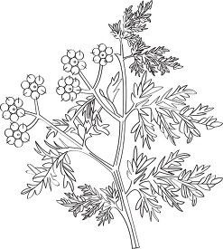 coriander herb black white outline clipart