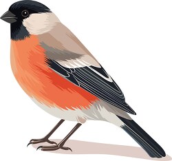 finch bird vibrant plumage