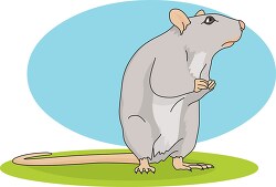 gray mouse standing on hind legs clip art