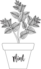 herb mint in labeled planter black white outline clipart