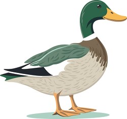 mallard duck with white neck ring