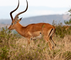 african impala in brush
