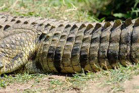 alligator at the edge of lake kenya africa 049