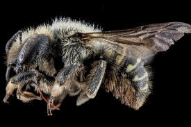 Anthidium tenuiflorae bee