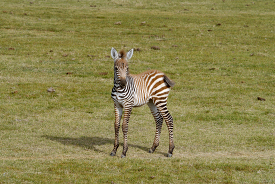 baby zebra in africa