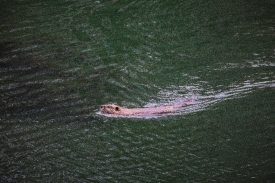 beaver swimming in lake