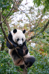 Bei Bei the Giant Panda sitting in a tree