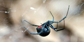 black widow spider hanging upside down