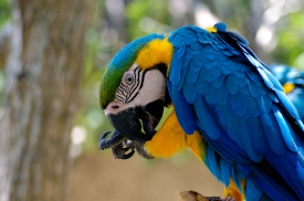 blue orange green macaw parrot 4997