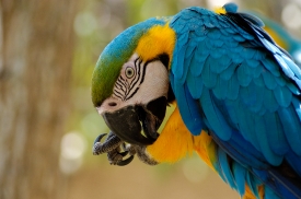 blue orange green macaw parrot 4998a