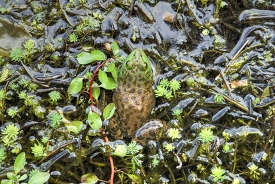 brown green spotted frog in marsh photo_21