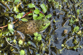 brown green spotted frog in marsh photo_24A