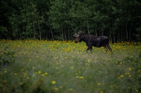 bull moose walking in flower filled meadow