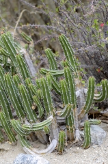 cactus plant 673a