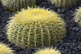 cactus plant 676a