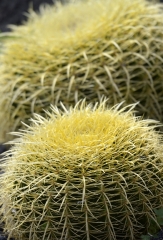 cactus plant 677a