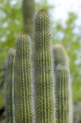 cactus plant 678a