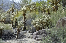 cactus plant 705A