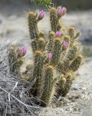 cactus plant 719A