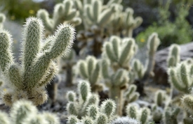 cactus plant 723A
