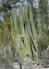cactus plant 728A