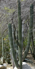 cactus plant 796a
