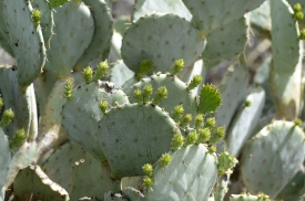 cactus plant 848a