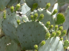 cactus plant 848b