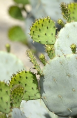 cactus plant 850A