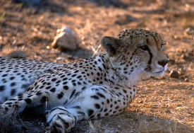 close up of a cheetah laying on the ground