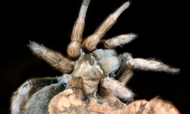 close up view of a tarantula spider