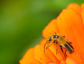 closeup of beetle covered with pollen on orange zinnia flower