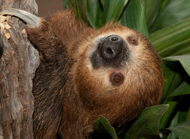 Closeup of Linnes Two toed Sloth